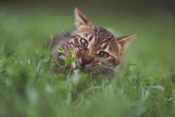 Bengalische Hauskatze Läuft Park Der Leine Und Frisst Gras Kleine — Stockfoto