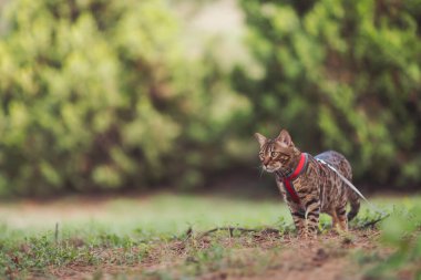 Bengal evcil kedisi parkta yürüyor. Altın Bengal Kedi Yürüyüşü, doğa yeşili arka plan. Sahiplerinin bahçesinde otların arasında çömelmiş bekleyen küçük sevimli bir kedi. Hayvan bakımı konsepti. 