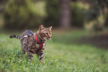 Bengal evcil kedisi parkta yürüyor. Altın Bengal Kedi Yürüyüşü, doğa yeşili arka plan. Sahiplerinin bahçesinde otların arasında çömelmiş bekleyen küçük sevimli bir kedi. Hayvan bakımı konsepti. 