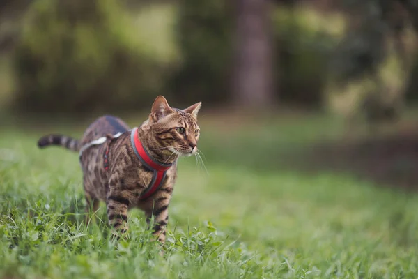 Bengal domestic cat walking in park. Gold Bengal Cat Walk outdoor, nature green background. Small cute pet cat hiding in tall grass in it\'s owners yard crouching and waiting. Pet care concept.