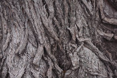 Kavak ağacının gerçek ahşap dokusu. Doku ve arka plan kullanımı için. Poplar gövde derisi ve yüzeyi. Ağacın kabuğunun derisi çatlama izleri taşıyor. Eski ağacın kahverengi kiremit dokusu.