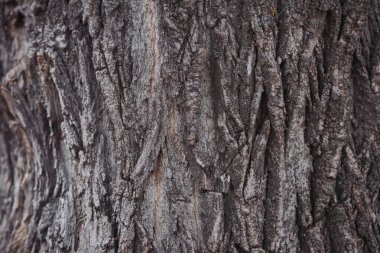 Kavak ağacının gerçek ahşap dokusu. Doku ve arka plan kullanımı için. Poplar gövde derisi ve yüzeyi. Ağacın kabuğunun derisi çatlama izleri taşıyor. Eski ağacın kahverengi kiremit dokusu.