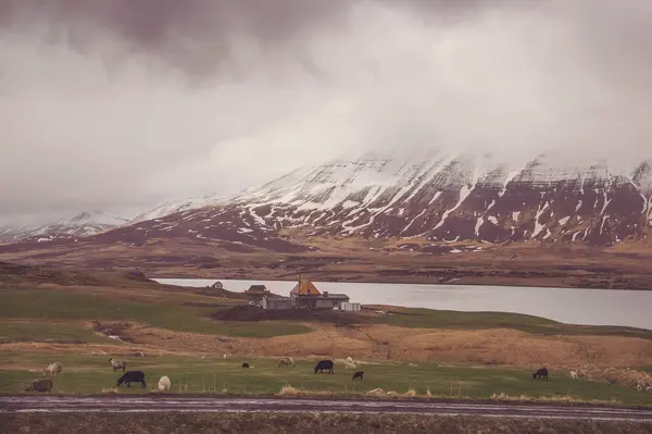 オーシャン コーストライン近くのマウンテン メドウで アイスランドの国内の動物たち 農村部で農業をしている 自由な野生生物 生きている動物 アイスランドの農場の家畜の概念 — ストック写真