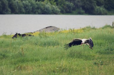 Beyaz Leylek (Ciconia ciconia) nehrin taşkın ovasında uçar. Baharda sisli doğal bitki çayırlarının kırsal manzarası. Leylek kırsal binalarla dolu bir arazinin üzerinden uçuyor..