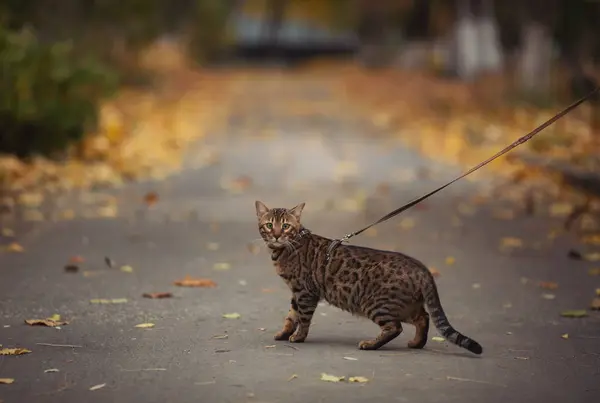 Hermoso Gato Bengala Camina Entre Hojas Amarillas Día Otoño Una — Foto de Stock