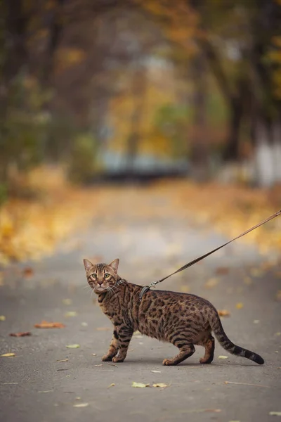 A beautiful bengal cat walks among yellow leaves on a autumn day. A pet on a walk in nature. Domestic angry cat walking on a leash in the fall park. Sweet pet wandering outdor adventure.