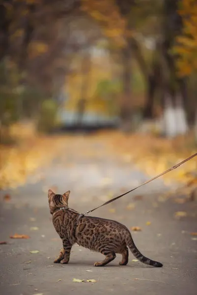 A beautiful bengal cat walks among yellow leaves on a autumn day. A pet on a walk in nature. Domestic angry cat walking on a leash in the fall park. Sweet pet wandering outdor adventure.