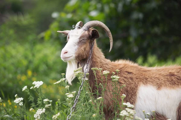 Domestic goat with closed eyes on the field with flowers in sunny summer day. Farm animals. Dreaming brown-white mottled goat with curved horns in side view on a flowering meadow in spring.