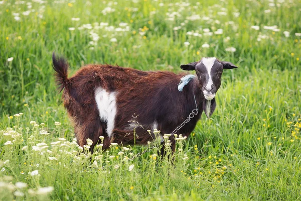 Domestic goat on the field with flowers.Funny white goat in sunny summer day on a field. Farm animals. Standing brown-white mottled goat with curved horns in side view on a flowering meadow in spring.