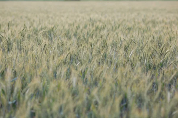 ウィートフィールド グリーンイヤーは春の日にスパイクし 閉じます グリーン小麦は畑で育っています 若い熟した耳が風に揺れている シリアルズ 穀物を熟成する農業分野 — ストック写真