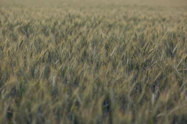 ウィートフィールド グリーンイヤーは春の日にスパイクし 閉じます グリーン小麦は畑で育っています 若い熟した耳が風に揺れている シリアルズ 穀物を熟成する農業分野 — ストック写真