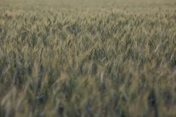 麦田春天的一天 绿色的耳朵发出刺耳的声音 关门了 生长在田里的青小麦 年轻成熟的耳朵在风中摇曳 成熟的谷类生长的农田 — 图库照片