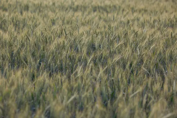 麦田春天的一天 绿色的耳朵发出刺耳的声音 关门了 生长在田里的青小麦 年轻成熟的耳朵在风中摇曳 成熟的谷类生长的农田 — 图库照片