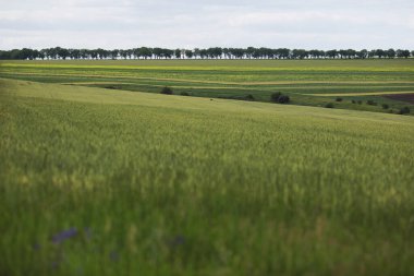 Yeşil çayır manzaralı, yapayalnız bir ağaç. Yeşil çayırların ve çayırların güzel manzarası. tarım arazisi. Çiftlik Tarlaları Ekilmiş. 