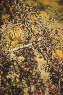 Elmalar eski ağaçlarda olgunlaşır. Elma ekimi. Meyve ağaçlarıyla dolu bir meyve bahçesi. Bahçede olgunlaşmış kırmızı elmalar. Elma bahçesindeki bir ağaç dalından sarkan parlak lezzetli elmalar.