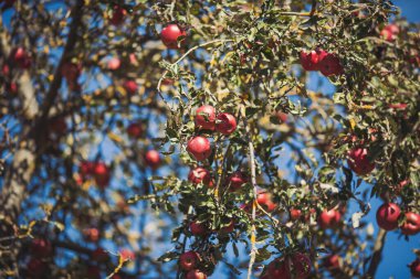 Elmalar eski ağaçlarda olgunlaşır. Elma ekimi. Meyve ağaçlarıyla dolu bir meyve bahçesi. Bahçede olgunlaşmış kırmızı elmalar. Elma bahçesindeki bir ağaç dalından sarkan parlak lezzetli elmalar.