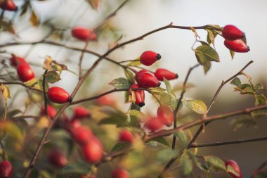 Dallarda kırmızı gül üzümü. Gülüzümlü romantik sonbahar hayatı. Kırışık güllük gülistanlık böğürtlenleri sonbaharda bir çalılıkta. Hawthorn meyveleri ağaçlarda ve çalılıklarda yetişen küçük meyvelerdir.