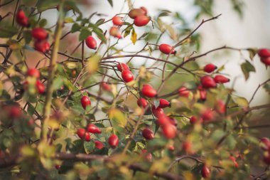 Dallarda kırmızı gül üzümü. Gülüzümlü romantik sonbahar hayatı. Kırışık güllük gülistanlık böğürtlenleri sonbaharda bir çalılıkta. Hawthorn meyveleri ağaçlarda ve çalılıklarda yetişen küçük meyvelerdir.