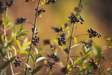 Yaban mersini kümesi. Böğürtlenler ön planda. Aronia melanocarpa meyveli dallara yakın çekim. Siyah böğürtlenli tarla. Ribes Nigrum 'un meyveli dalları.