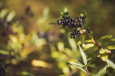 Yaban mersini kümesi. Böğürtlenler ön planda. Aronia melanocarpa meyveli dallara yakın çekim. Siyah böğürtlenli tarla. Ribes Nigrum 'un meyveli dalları.