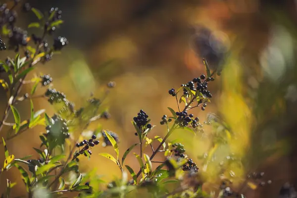 Yaban mersini kümesi. Böğürtlenler ön planda. Aronia melanocarpa meyveli dallara yakın çekim. Siyah böğürtlenli tarla. Ribes Nigrum 'un meyveli dalları.