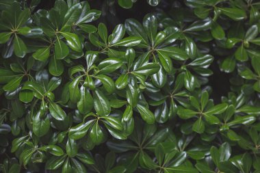 Doğa için doğal yeşil yaprak. Çalı ağacı. Doğal arkaplan. Yeşil ağaç. Boxwood çalısı, Evergreen bitkisi, yakın plan. Tropik bitki. Yeşillik arkaplanı.