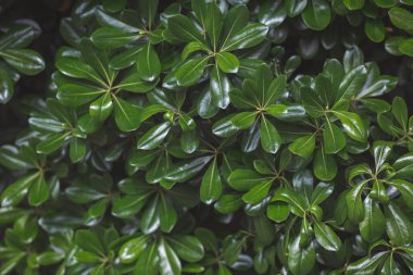 Doğa için doğal yeşil yaprak. Çalı ağacı. Doğal arkaplan. Yeşil ağaç. Boxwood çalısı, Evergreen bitkisi, yakın plan. Tropik bitki. Yeşillik arkaplanı.