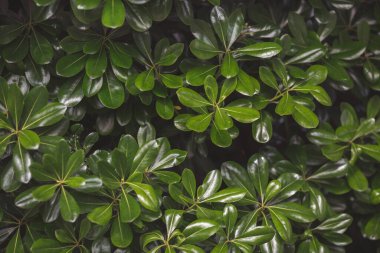 Doğa için doğal yeşil yaprak. Çalı ağacı. Doğal arkaplan. Yeşil ağaç. Boxwood çalısı, Evergreen bitkisi, yakın plan. Tropik bitki. Yeşillik arkaplanı.