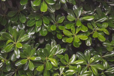 Doğa için doğal yeşil yaprak. Çalı ağacı. Doğal arkaplan. Yeşil ağaç. Boxwood çalısı, Evergreen bitkisi, yakın plan. Tropik bitki. Yeşillik arkaplanı.