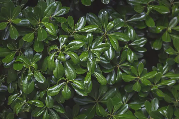 Doğa için doğal yeşil yaprak. Çalı ağacı. Doğal arkaplan. Yeşil ağaç. Boxwood çalısı, Evergreen bitkisi, yakın plan. Tropik bitki. Yeşillik arkaplanı.