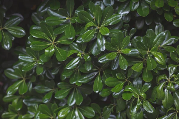Doğa için doğal yeşil yaprak. Çalı ağacı. Doğal arkaplan. Yeşil ağaç. Boxwood çalısı, Evergreen bitkisi, yakın plan. Tropik bitki. Yeşillik arkaplanı.