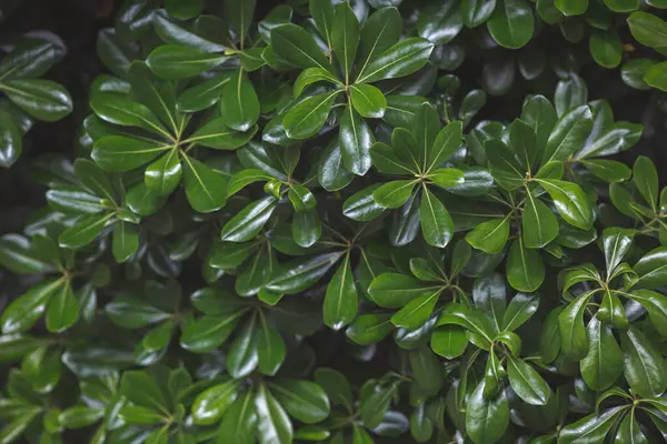Doğa için doğal yeşil yaprak. Çalı ağacı. Doğal arkaplan. Yeşil ağaç. Boxwood çalısı, Evergreen bitkisi, yakın plan. Tropik bitki. Yeşillik arkaplanı.