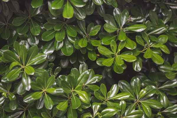 natural green leaf for nature background. Shrub tree.Natural background.Green tree. boxwood shrub, evergreen plant, close-up. Tropical plant. Greenery background.