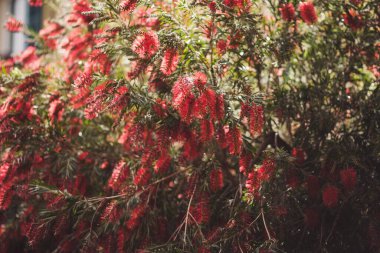 Kırmızı çiçekli güzel tropikal ağaç, İtalyan caddesinde çiçek. İtalya 'nın güneşli yaz gününde açan kırmızı çiçekler. Limon fırçası, çiçek. Süs bahçelerinde kullanılan Callisten çiçeği..