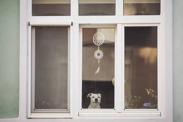 Koruyucu Gözcü Köpek sokakta penceresinden bakıyor. Efendisini bekliyor. Üzgün, güzel ve yalnız bir köpek. Büyük köpek pencereden sahibini bekliyor..