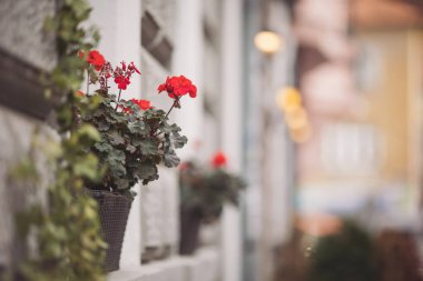 Romanya 'nın ünlü Brasov kentinin dar sokaklarında çiçekler. Güzel küçük kasabalar ve köyler. Evin pencerelerinde süslü saksılar var. Saksıdaki sardunya çiçeklerinin seçici odağı.