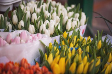 Çiçekçinin standında renkli lale buketleri var. Gösteriş. Çiçek dükkanı ve teslimat konsepti. Sokaktaki çiçek pazarı. Çiçekçide satılık saksılarda bir sürü lale çiçek yetişiyor..