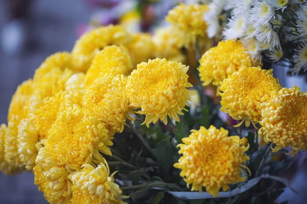 Yellow Chrysanthemums on the stand in the flower shop. Showcase. Floral shop and delivery concept. Flowers market on the street. Many Chrysanthemum flowers growing in pots for sale in florist\'s shop.