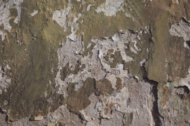 Terk edilmiş evde eski boya katmanları olan çatlak bir duvar. Çatlak, çukur ve boyalı eski duvar dokusu. Çatlaklar ve soyulma şekilleriyle eskimiş sert boyalı yüzey. Grunge dokusu.