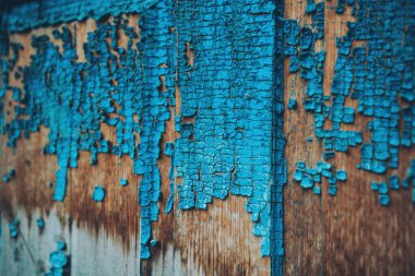 Seçici odak eski mavi çatlak boya. Çatlaklı eski kapının dokusu. Güneşte kurumuş ve kır evinin duvarında çatlak bir renk var. Kabuk soyma. Ahşap bir yüzeyde çatlak boya..