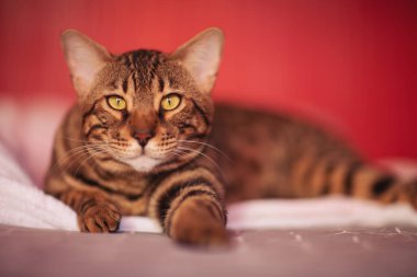 Büyük Bengal kedisi ciddi görünüyordu. Rosetted Bengal Kedisi kırmızı arka planda yatıyordu. Kahverengi benekli tekir rengi. Kısa bacaklı kedi, kedi kumu. Evcil hayvan konsepti, hayvan bakımı..