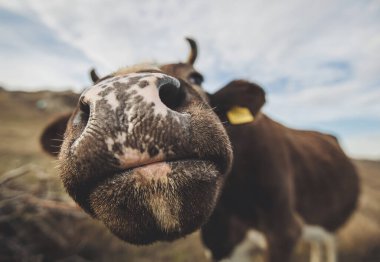Komik bir ineğin geniş açılı görüntüsü. Güzel burun. Meraklı ineğin yakın plan portresi. Güneşli bir sonbahar gününde, engebeli bir dağ sırtının yakınındaki çimenli arazide mavi gökyüzüne karşı evcilleştirilmiş inek. Kırsal alan evcil inek.