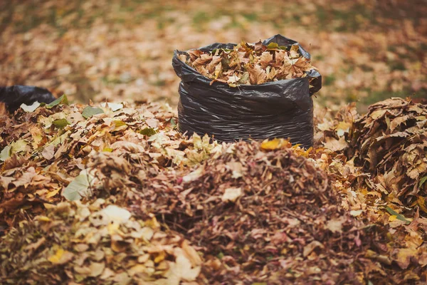 Large black plastic bags with fallen leaves for take out . October, autumn. Taking care of nature. Cleaning, organic fertilizers. Seasonal cleaning of foliage. Bag with foliage for recycle.
