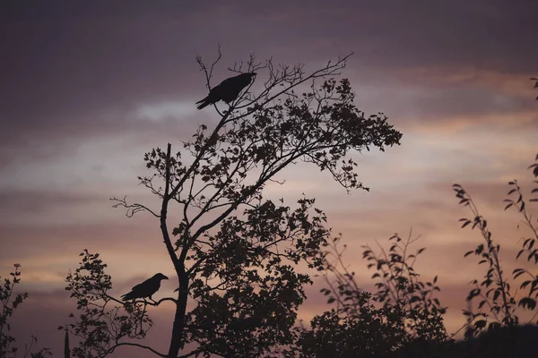Black birds above branches. Silhouettes from four black birds. amazing sunset Behind the birds. Early Morning Crow Sunrise. Silhouette illuminated by the dusk, featuring birds in autmn fall branches.