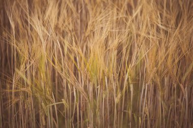 Buğday tarlası. Bahar günü sarı kulak dikenleri, yakın çekim. Sarı buğday tarlada yetişiyor. Rüzgarda sallanan genç kulaklar. Mısır gevreği. Olgunlaşan mısır gevreklerinin yetiştiği bir tarla..