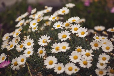 Toskana 'da bir tarlada çekilmiş papatyalar. Güneş ışığı manzaralı papatya çiçeği tarlası. Çiçek arkaplanı gibi papatyalar. 