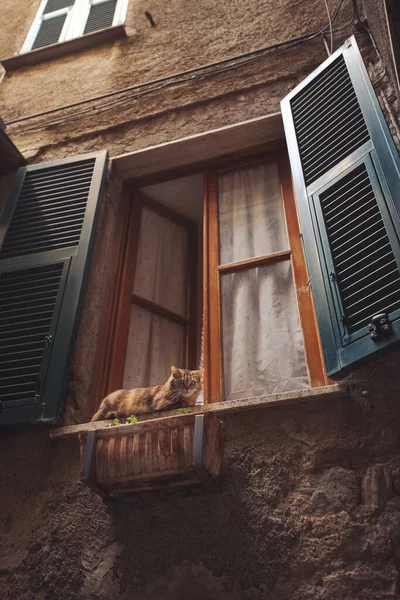 Cat lying on window sill. A cat watching the street. Cat on window in Corniglia, Italy. Small village in Italy.