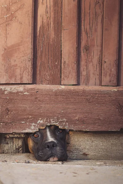 Kahverengi köpek kapının altından dışarı bakıyor. Köpek sahibinin eve dönmesini bekliyor. Bir köpek çitin içindeki bir delikten burnunu sokuyor. Yoldan geçen kişiyi bulmak ve evi korumak için tırabzan kullanıyor.