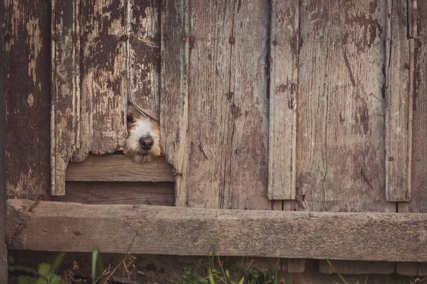 white dog looks out from under the gate. Dog waiting for owner comeback home. A dog pokes its snout through a hole in the fence railing to sniff out who is passing by and protect the house