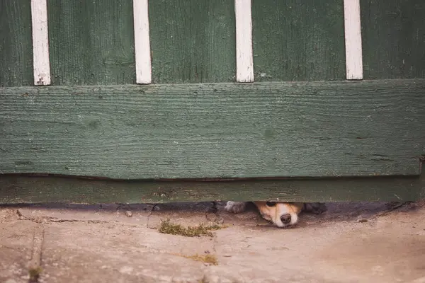 布朗狗从门下往外看 等待主人回来的狗 一只狗从栅栏栏杆上的一个洞里伸出它的鼻孔 嗅嗅谁经过 并保护房子 免版税图库照片